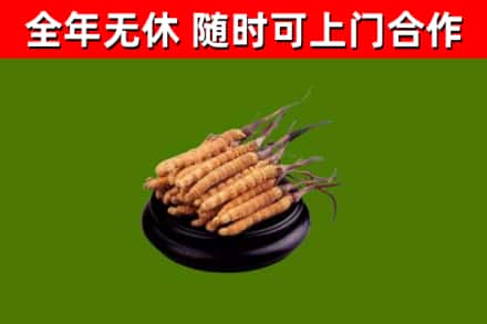 洱源县烟酒回收冬虫夏草.jpg